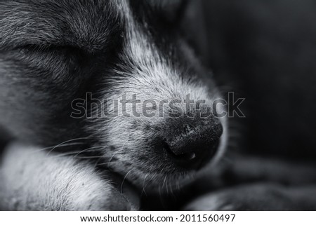 A macro close up photography of a street puppy. Top view closeup shot of head and face puppy with beautiful patterns of brown black and white color.