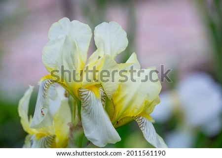 White bearded iris with on a sunny summer day macro photography. Blossom garden big flower with white petals and yellow beard close-up photo in summertime.
