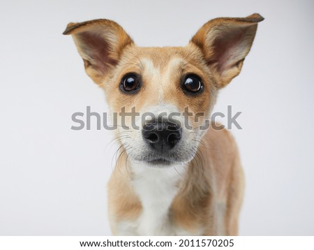 puppy with big beautiful eyes. dog on a light grey background, mix breed Royalty-Free Stock Photo #2011570205