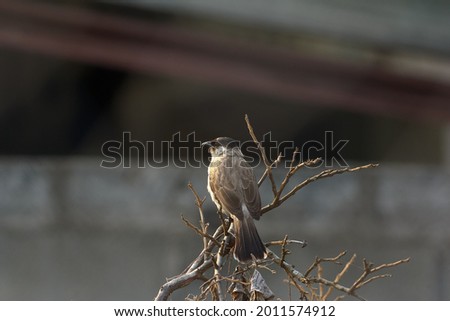 A young Sooty-headed Bulbul sat  on a branch of a tree.