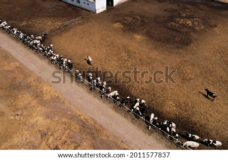 Top view of the farm with cows and pigs in the village. Production of milk and Animal husbandry concept. Cow Dairy, top view. Farm animals and Agronomy. The farm for cattle. Cowsheds in the field