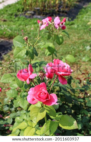 Blooming pink roses in the Moscow botanical garden, Russia