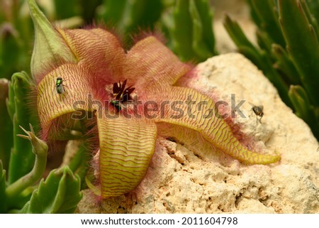 Flower detail of Stapelia gigantea,  Zulu giant, carrion plant, toad plant with green flies laying eggs at its center. Royalty-Free Stock Photo #2011604798