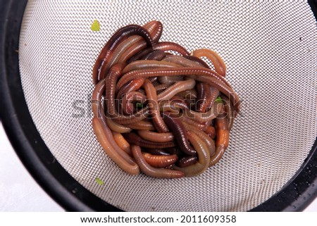 Common Earthworm Nightcrawler (Lumbricus Terrestris), group of earthworm on white background
 Royalty-Free Stock Photo #2011609358