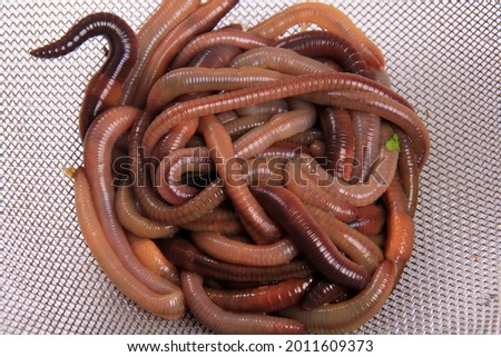 Common Earthworm Nightcrawler (Lumbricus Terrestris), group of earthworm on white background
 Royalty-Free Stock Photo #2011609373