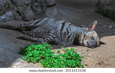Striped hyena sleeping on the ground. Latin name - Hyaena hyaena
