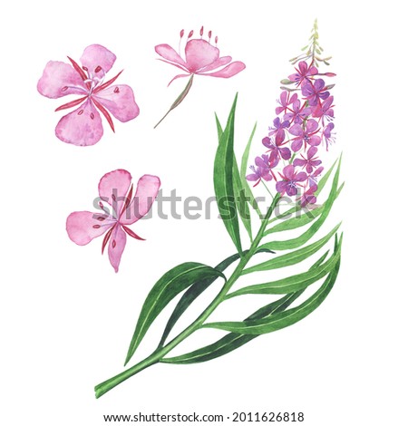Pink fireweed elements isolated on white background. Watercolor hand drawing illustration. Willowherb for healthy tea.