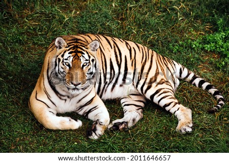 Portrait of a Amur tiger, also known as the Siberian tiger, on a grass in summer day.