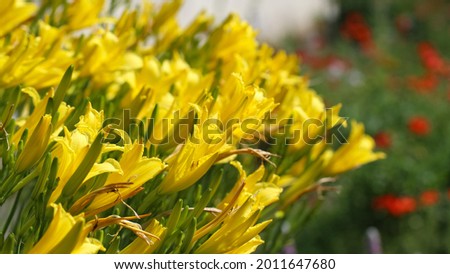 Photo of bright yellow lily with selective focus flowers in the botanical garden, large format