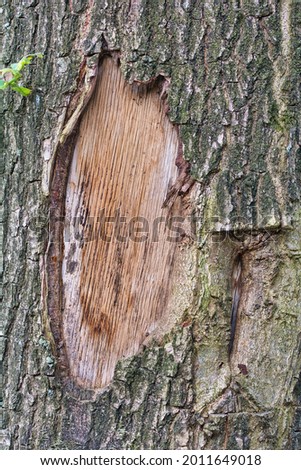 Background picture in a dark wood look of the bark