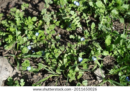 Florescence of veronica polita in mid March