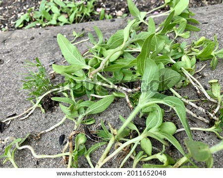 Weeding the garden and removing the wild sunflower plants that are growing from the bird seed. The sunflower seedlings have leaves, white stems, and a tiny ball of roots. They're in a big pile.