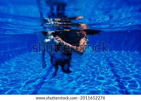 caucasian woman and border collie dog swimming in pool. underwater view. Summer time and vacation concept