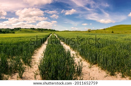 Tractor track entering green field of growing wheat crop near Ivinghoe Beacon in Chiltern Hills in early summer - seasonal Nature Landscape
