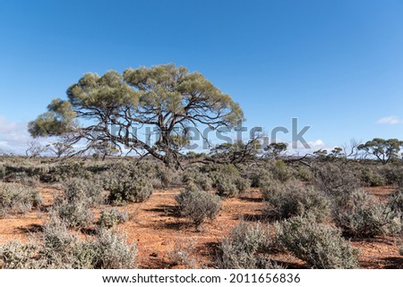 Mulga tree and Salt Bush, iconic arid grazing land. Outback landscape, South Australia. dry sparse woodland country. Royalty-Free Stock Photo #2011656836