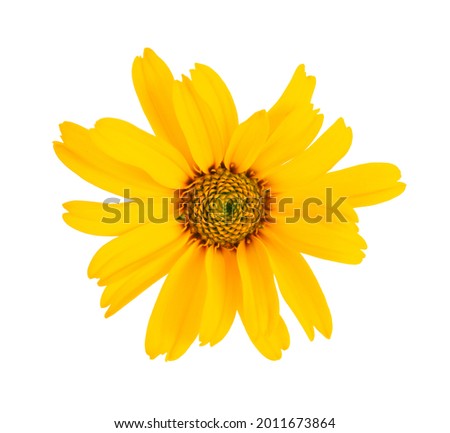 Calendula flowers isolated on white background. Marigold flower. Medicinal herbal plant. Top view