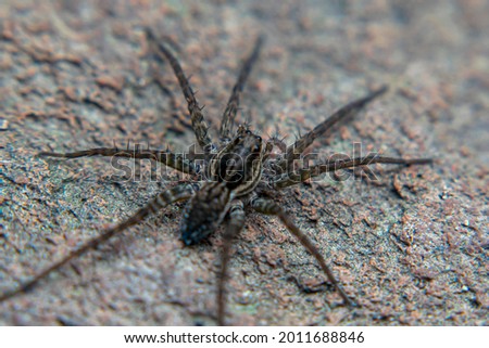 Ground Spiders are found on the banks of rivers and often hide behind rocks and leaves