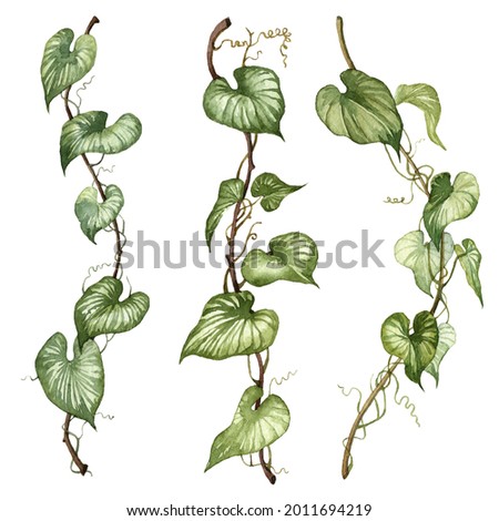 Set of watercolor hand painted liana leaves. Clip art isolated on white background. Realistic detailed botanical illustrations. Green vine plants collection