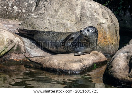 Common seal also known as harbor seal. Latin name - Phoca vitulina

