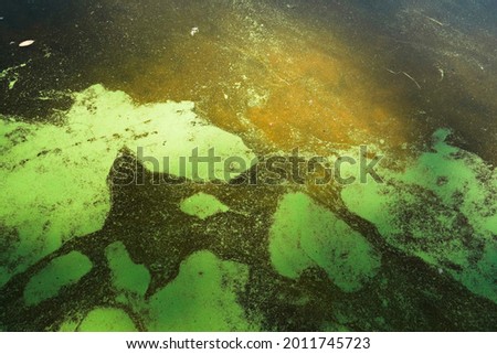 Fantastic background of river duckweed and seaweed