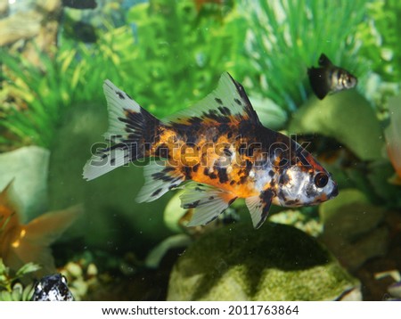 It's very beautiful goldfish swim in clear water, big aquarium tank