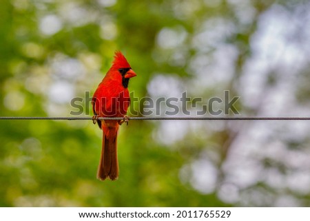Northern cardinal (Cardinalis cardinalis) perched on a wire during summer.
 Royalty-Free Stock Photo #2011765529