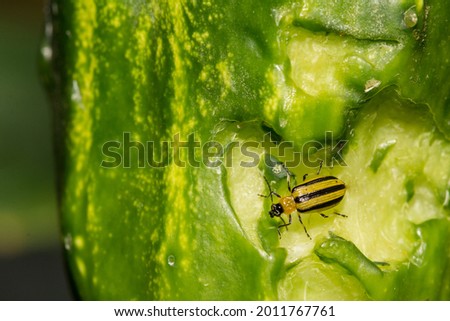 Striped Cucumber Beetle (Acalymma vittatum) Royalty-Free Stock Photo #2011767761