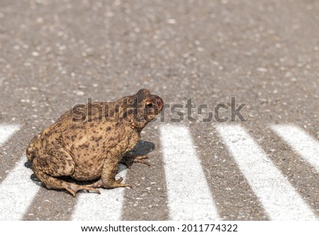 Common toad on road with zebra crossing with copyspace