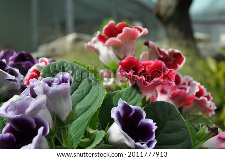 Fresh looking Gloxinia plants with flowers in red, purple, white and pink shades and green leaves.
 Royalty-Free Stock Photo #2011777913