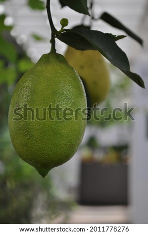Close-up of unripe lemon hanging from a branch in a lemon tree, on a blurred background. View of green fruit with free copy space available. Royalty-Free Stock Photo #2011778276