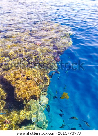 Panorama of the Red Sea coastline with coral reef and colorful fish