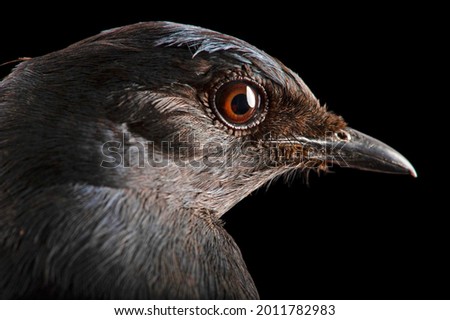 A southern black flycatcher isolated on black background