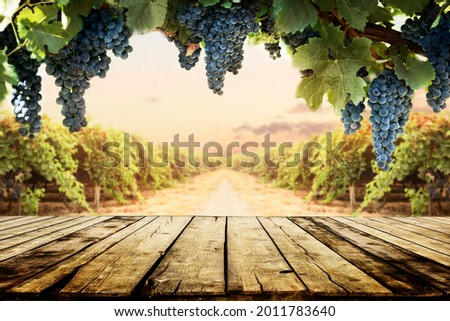 Old wooden table top with blur vineyard and grape background. Wine product tabletop country nature design. Winery display layout banner.   