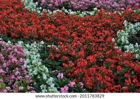 Flower bed with red, white and pink small petunia flowers in full blossom. Can be used as background. Royalty-Free Stock Photo #2011783829