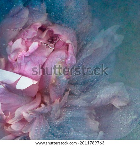 Peony in ice. Frozen fresh beautiful flower of and air bubbles in the ice cube. Thawing flower. Frozen Flora. Cold Water Texture. Flower on an isolated background.