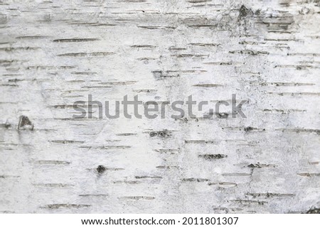 Birch bark texture with beautiful birch bark pattern for beautiful natural birch bark wallpaper or natural birch bark background Royalty-Free Stock Photo #2011801307