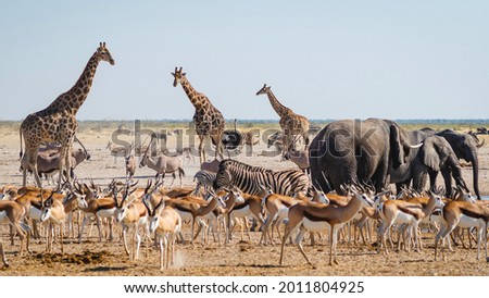 Wild animals congregate around a waterhole in Etosha National Park, northern Namibia, Africa.  Royalty-Free Stock Photo #2011804925