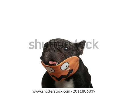 image of dog mask white background 