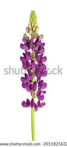 Purple lupine flower isolated on white background. Lupinus or Wolf bean. Beautiful summer flowers