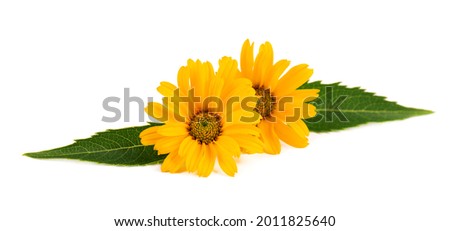 Calendula flowers isolated on white background. Marigold flower. Medicinal herbal plant