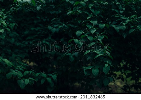 dark leaves moody photography style of nature background concept floral garden environment space 