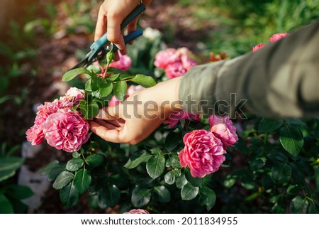 Woman deadheading dry leonardo da vinci rose in summer garden. Gardener cutting wilted spent flowers off with pruner. Royalty-Free Stock Photo #2011834955