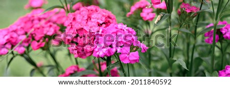 pink turkish carnation bush flower in full bloom on a background of blurred green leaves and grass in the floral garden on a summer day. banner