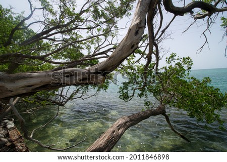 Tree over the ocean, in the Florida Keys