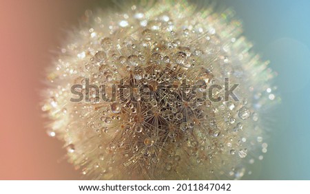 dry dandelion flower close-up with white flying parachutes on a blurr background, vertical image with soft focus and place for text