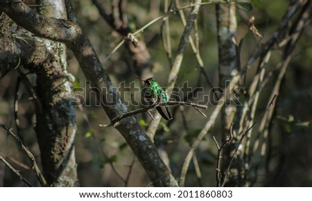 perched hummingbird, emerald green. Bird in nature, stand bird in tree.

