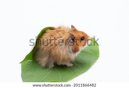 hamster is sitting between endive leafs on white