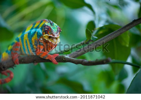 Panther chameleon, furcifer pardalis on a tree branch