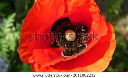 Single red Poppy. Papaver rhoeas. Macro Photography of a single blossom of a red poppy in front of a green field. A bumblebee in bloom. Sunshine. Selective focus. Green, blurred background. Red Flower