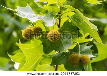 Leaves and fruits of Platanus occidentalis, also known as American sycamore. Royalty-Free Stock Photo #2011887353